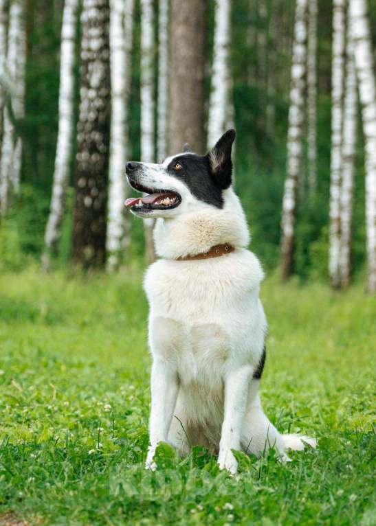 Собаки в Балашихе: собака Белка - невероятная красавица! Девочка, Бесплатно - фото 2