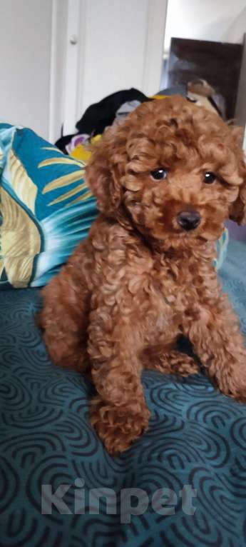 Собаки в Мытищах: Пудель миниатюрный red Девочка, 80 000 руб. - фото 2