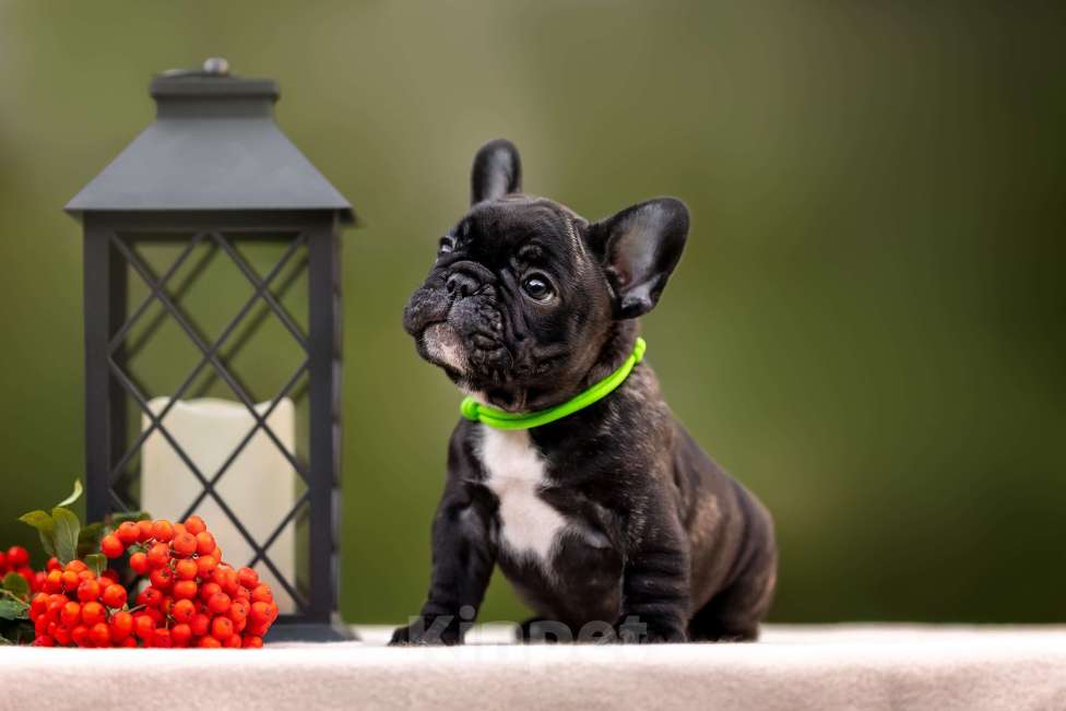 Собаки в Москве: Щенки Французского бульдога Мальчик, Бесплатно - фото 2