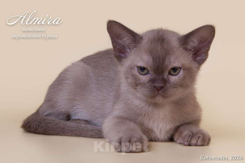 Кошки в Москве: Шоколадные котята питомника Almirа Разнополые, 70 000 руб. - фото 5