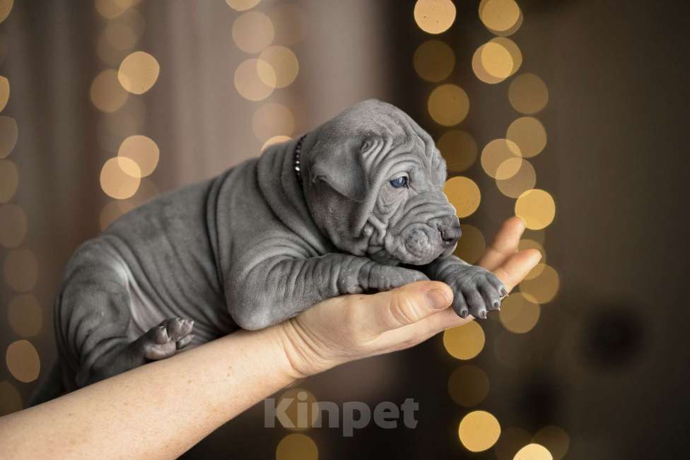 Собаки в Санкт-Петербурге: Щенок тайского риджбека Мальчик, 130 000 руб. - фото 3