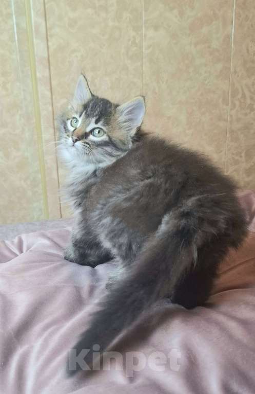 Кошки в Москве: Пушистый котенок в добрые руки  Мальчик, Бесплатно - фото 3