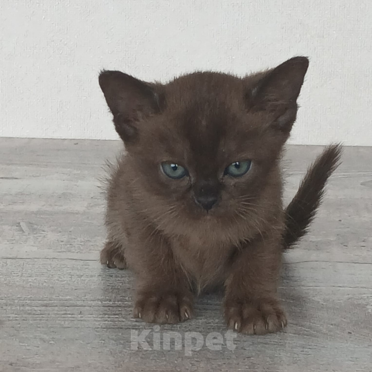 Кошки в других городах Ленинградской области: Бурманский котёнок Девочка, 35 000 руб. - фото 4