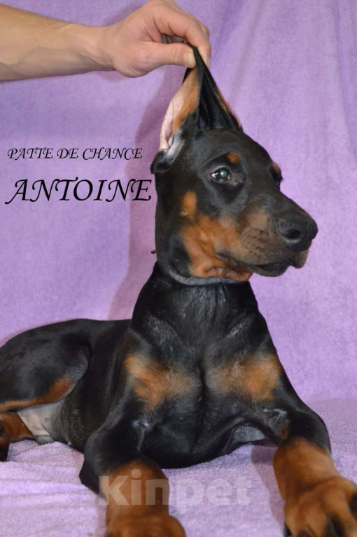 Собаки в Санкт-Петербурге: Щенок добермана Антуан Мальчик, 110 000 руб. - фото 3