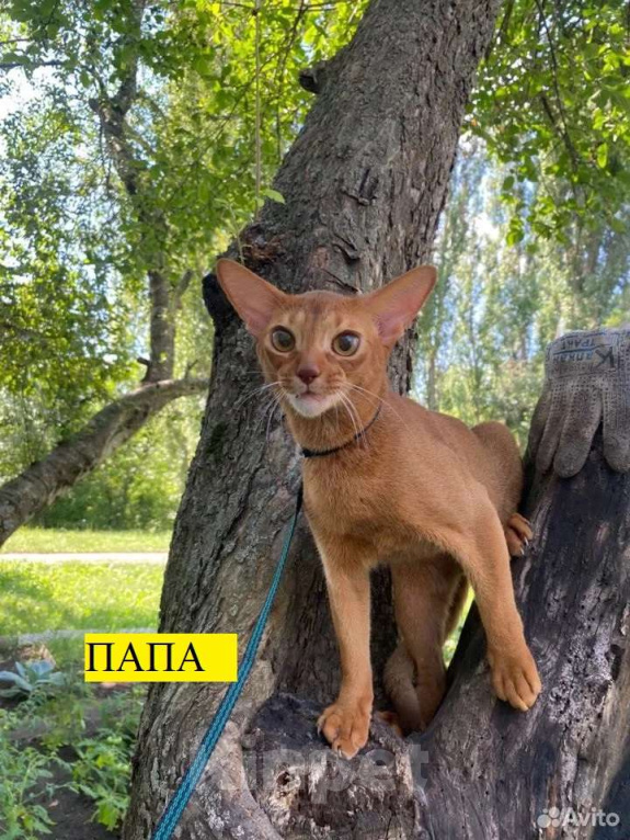Кошки в Мытищах: Абиссинские котята в домашние любимцы Девочка 1 Девочка, 45 000 руб. - фото 6