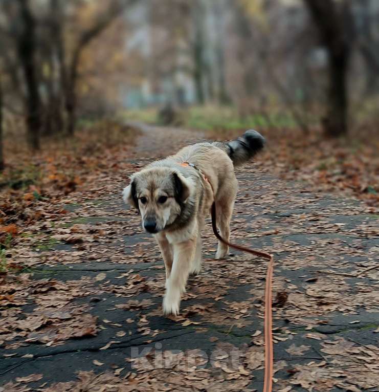 Собаки в Москве: Афелия пушистое облачко Девочка, Бесплатно - фото 7