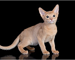 Кошки в Москве: Абиссинский котенок фавн Мальчик, 180 000 руб. - фото 3