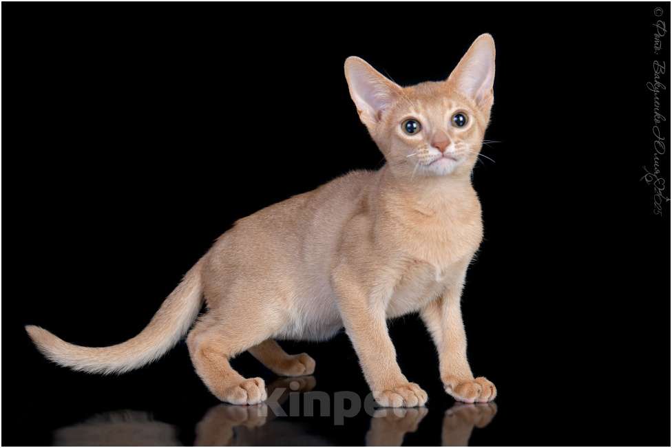 Кошки в Москве: Абиссинский котенок фавн Мальчик, 180 000 руб. - фото 3