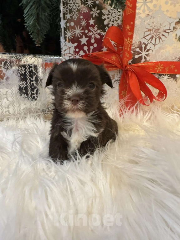 Собаки в Москве: Цветной йорк Мальчик, 65 000 руб. - фото 1