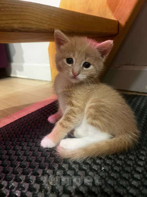 Кошки в Москве: Котенок даром Девочка, Бесплатно - фото 1