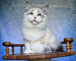 Кошки в Владивостоке: Невский маскарадный котенок Мальчик, Бесплатно - фото 1