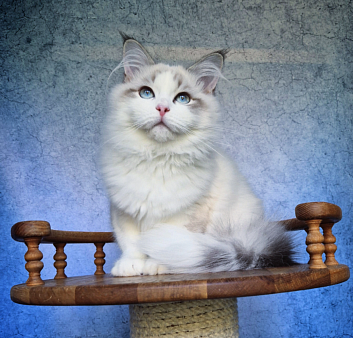 Невский маскарадный котенок