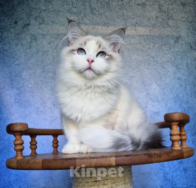 Кошки в Владивостоке: Невский маскарадный котенок Мальчик, Бесплатно - фото 1
