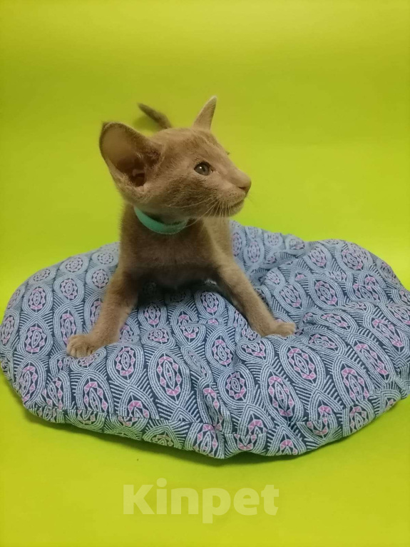 Кошки в Новосибирске: Петерболд Вариетта Мальчик, 50 000 руб. - фото 5