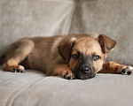 Собаки в Москве: Мы ищем дом и самых лучших родителей для Брюса Мальчик, Бесплатно - фото 3