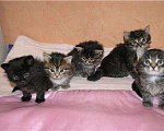 Кошки в Ливны: Безумно красивые сибирские котята, 9 999 руб. - фото 3