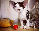 Кошки в Мытищах: Ориентальный котик Кмициц Мальчик, 40 000 руб. - фото 2