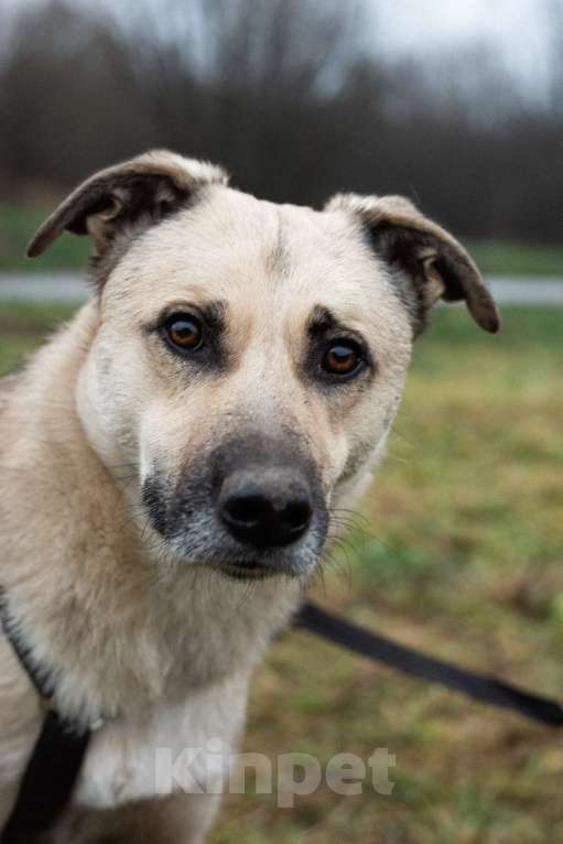 Собаки в Москве: Честер Мальчик, Бесплатно - фото 2