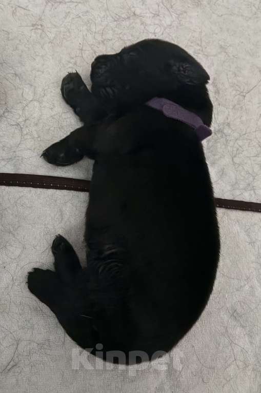 Собаки в Москве: Бронируем щенков прямошерстного ретривера флэт Мальчик, 75 000 руб. - фото 5