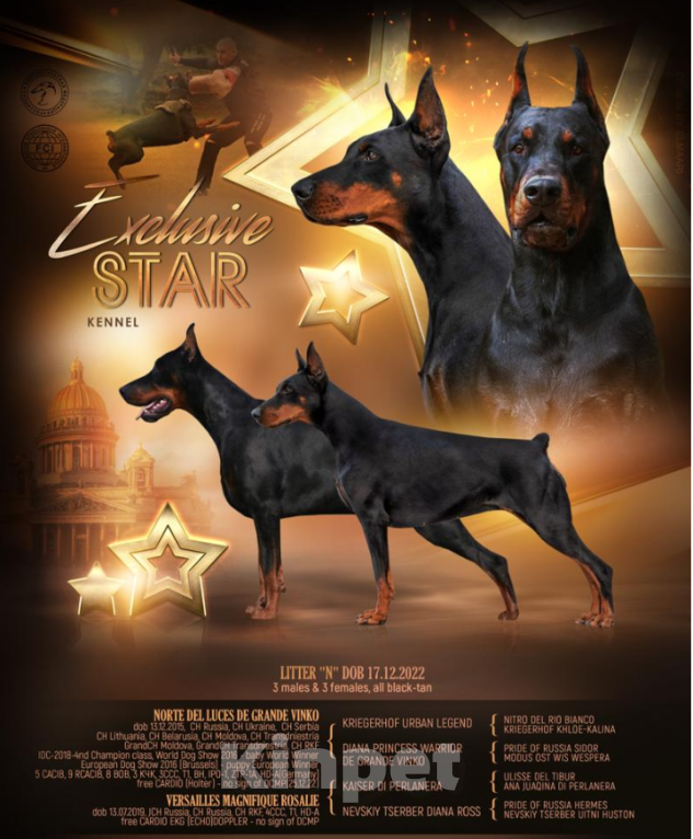 Собаки в Колпино: Щенки добермана Мальчик, 100 000 руб. - фото 10