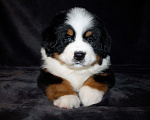 Собаки в других городах Московской области: Бернский зенненхунд Девочка, 70 000 руб. - фото 1