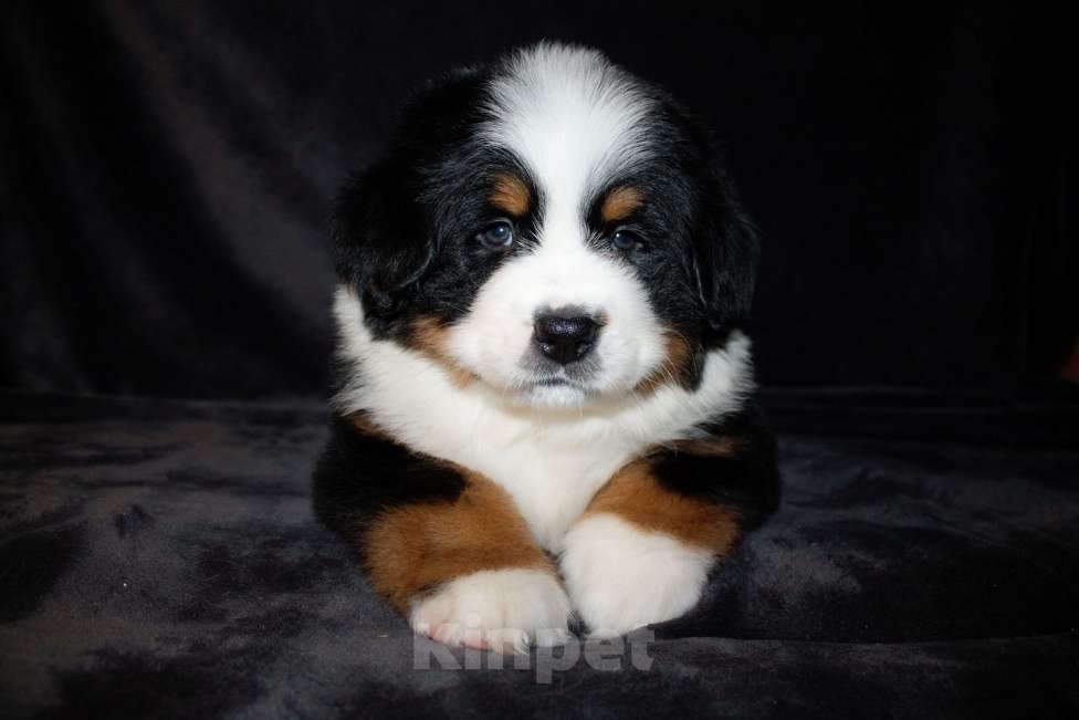 Собаки в других городах Московской области: Бернский зенненхунд Девочка, 70 000 руб. - фото 1