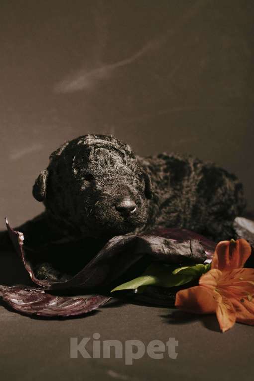 Собаки в Москве: EKHIDNA Испанская Водяная собака Девочка, 180 000 руб. - фото 8