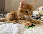 Кошки в Краснодаре: Котята Мейн кун Девочка, 10 000 руб. - фото 4