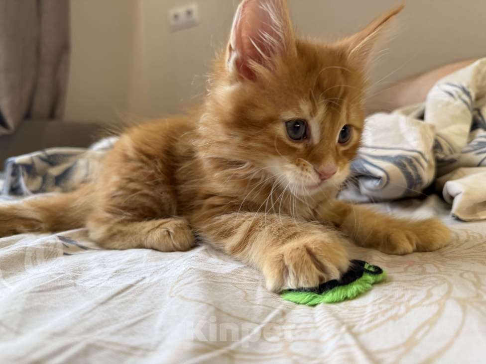 Кошки в Краснодаре: Котята Мейн кун Девочка, 10 000 руб. - фото 4