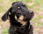 Собаки в Ногинске: Феня - лопоухое чадо в поисках семьи Девочка, Бесплатно - фото 4