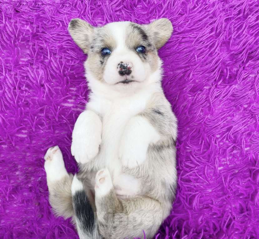 Собаки в Москве: Щенки вельш-корги кардиган Мальчик, Бесплатно - фото 2