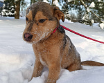 Собаки в других городах Ленинградской области: Лисенок Мальчик, Бесплатно - фото 5