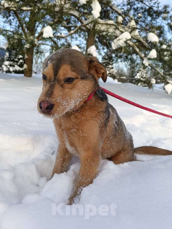 Собаки в других городах Ленинградской области: Лисенок Мальчик, Бесплатно - фото 5