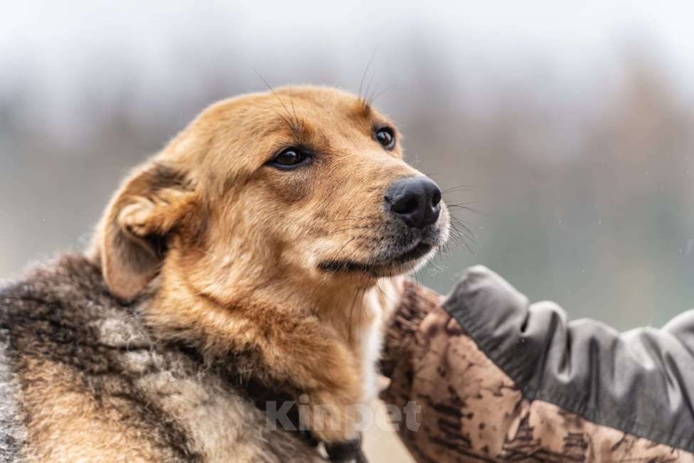 Собаки в Клине: Лана — собака-душечка Девочка, Бесплатно - фото 4
