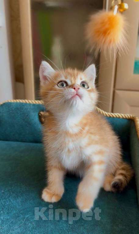 Кошки в Москве: Капучино Мальчик, 60 000 руб. - фото 2