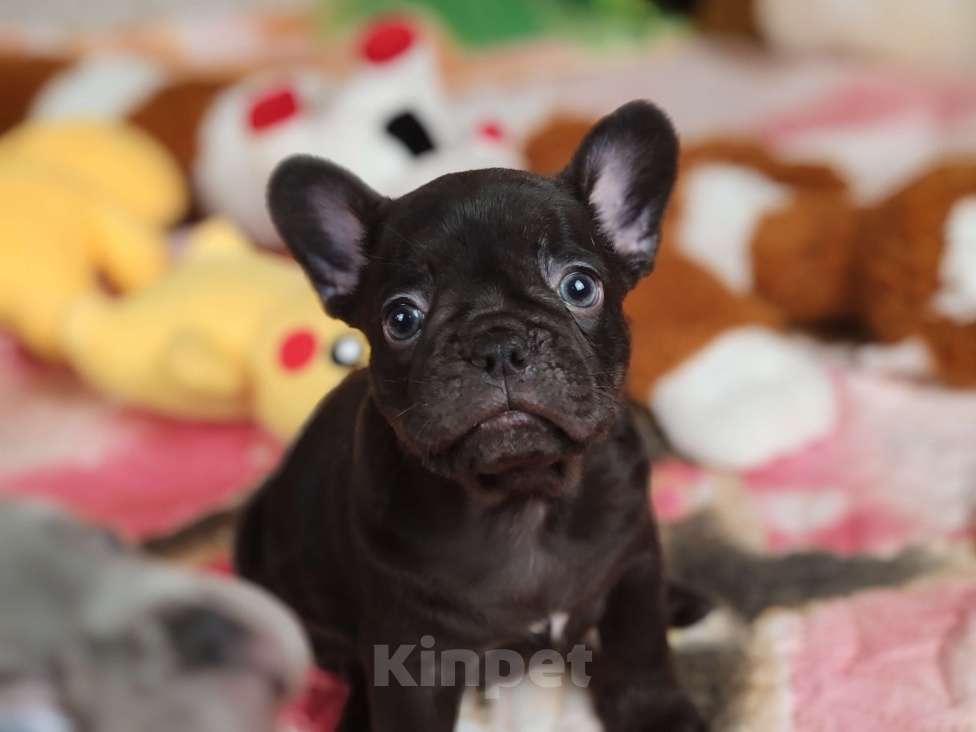 Собаки в Санкт-Петербурге: Шикарная шоколадная Девочка, 80 000 руб. - фото 3