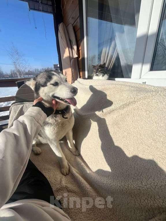 Собаки в Туле: Отдам хаски в добрые руки Девочка, Бесплатно - фото 2