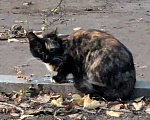 Кошки в Москве: Трёхцветная кошка Девочка, Бесплатно - фото 2