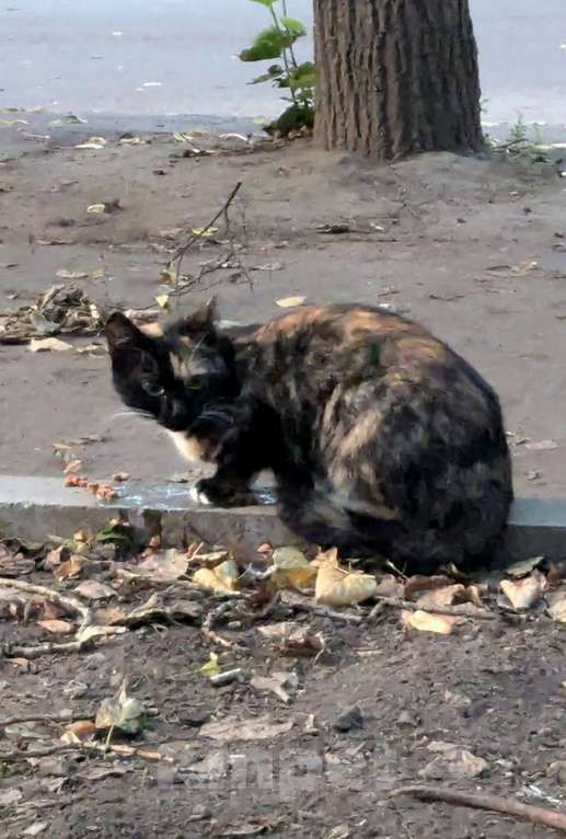 Кошки в Москве: Трёхцветная кошка Девочка, Бесплатно - фото 2
