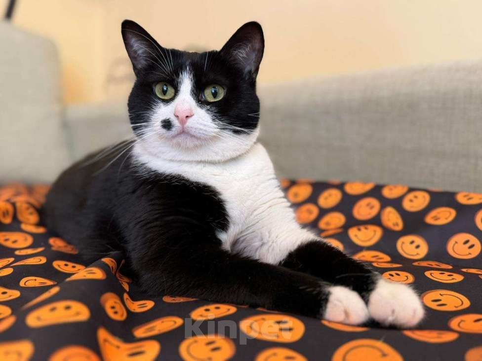 Кошки в Москве: Ласковая кошечка Мушка в добрые руки  Девочка, Бесплатно - фото 7