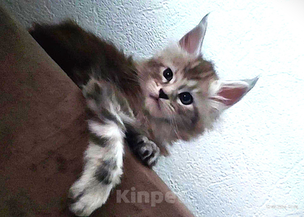 Кошки в Череповце: Котенок мейн-кун Мальчик, 80 000 руб. - фото 3