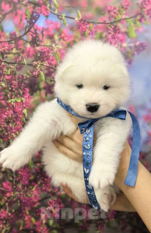 Собаки в Саяногорске: Щенок самоеда Мальчик, 65 000 руб. - фото 4