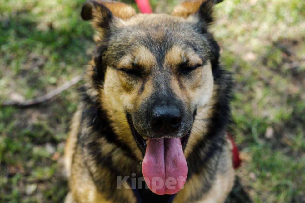 Собаки в Москве: Мулан Девочка, Бесплатно - фото 17