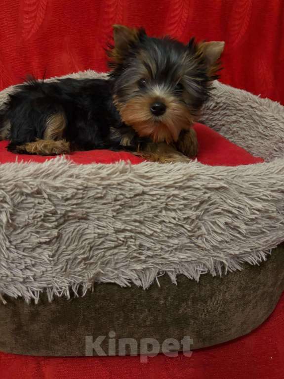 Собаки в Москве: Йоркширский  терьер -  Девочка  Куколка Девочка, Бесплатно - фото 2