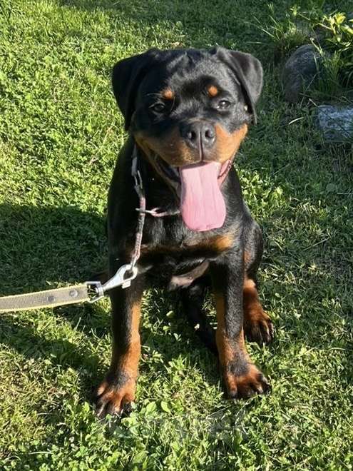 Собаки в других городах Ленинградской области: Подрощенный щенок ротвейлера Мальчик, 60 000 руб. - фото 1