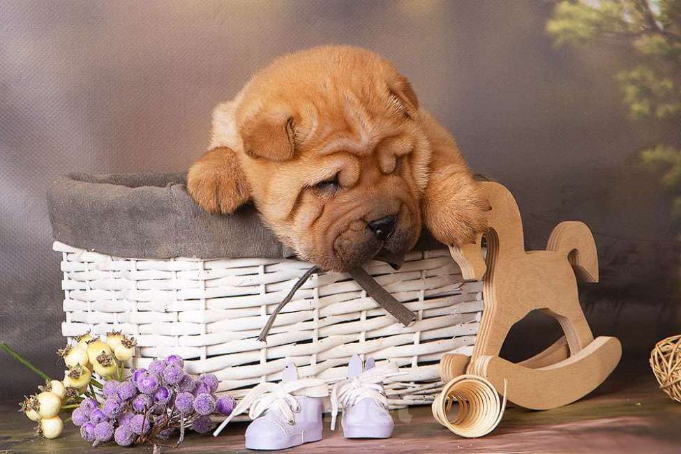 Собаки в Москве: Щенок шарпея СимСимыч Мальчик, 25 000 руб. - фото 1