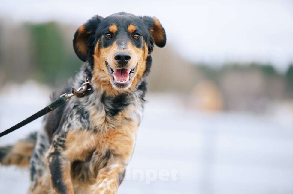 Собаки в Москве: Бархан Мальчик, Бесплатно - фото 5