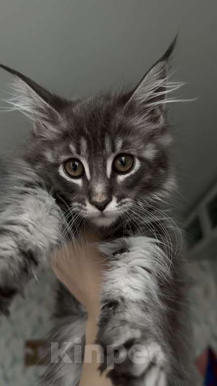 Кошки в Санкт-Петербурге: Котёнок мейн-кун Девочка, 25 000 руб. - фото 3