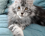Кошки в Санкт-Петербурге: Мальчик мейн кун в серебряном окрасе Мальчик, 50 000 руб. - фото 2