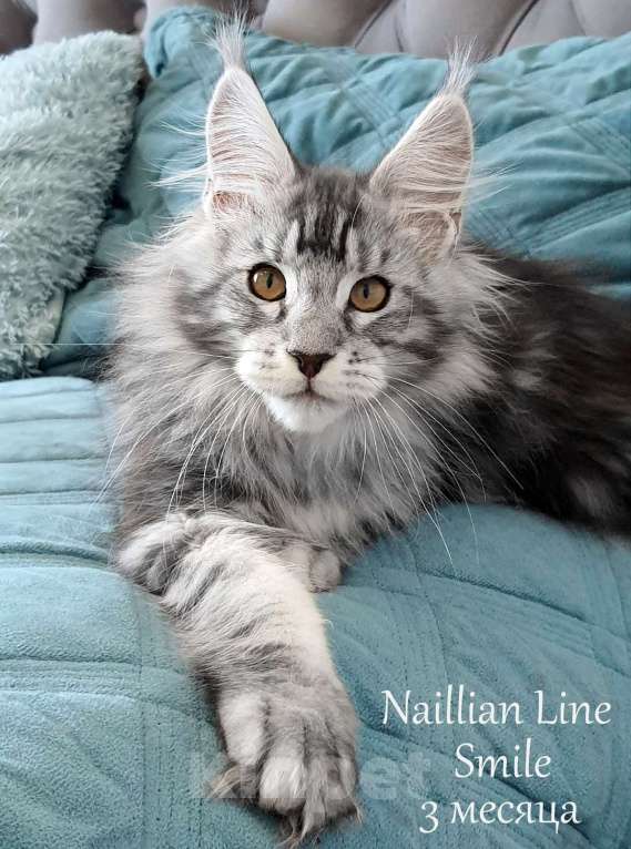 Кошки в Санкт-Петербурге: Мальчик мейн кун в серебряном окрасе Мальчик, 50 000 руб. - фото 2